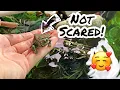 How To Tame your PET TURTLE Simple
