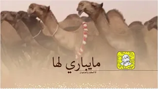مايباري لها الا الكبر والعنفوان كلمات عبدالرحمن جزا المقاطي اداء صنهات العتيبي دندنها