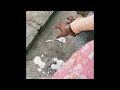 hemlocke springs - girlfriend (audio)