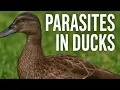 Parasites in Ducks - Identifying Preventing and Treating for a Healthy Flock