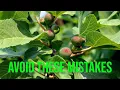 Growing Fig Trees Avoid These 11 Season-Ending Mistakes