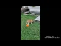Beabull Puppies Sale in Shelbyville IN