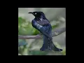 Download Lagu SUARA PIKAT BURUNG SRIGUNTING SULAWESI AMPUH