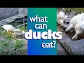 What DO Ducks Eat
