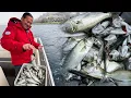 Download Lagu 🔥Blauwvisvloed! We hebben honderden blauwvissen met sardines gevangen in de Bosporus.