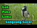 Download Lagu Gelatik batu gacor || Suara gelatik batu betina memanggil jantan