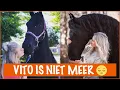 Lagu Vito is overleden | PaardenpraatTV