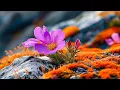 Download Lagu Music of the Soul | Flower Melodies, Like a Soft Breeze, Sway Gently Through Your Emotions