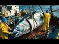 Download Lagu How fishermen longline fishing catch yellowfin tuna the fastest - Processing tuna in factory