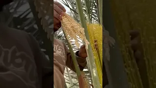 تنبيت تلقيح النخيل Date Palm Pollination 