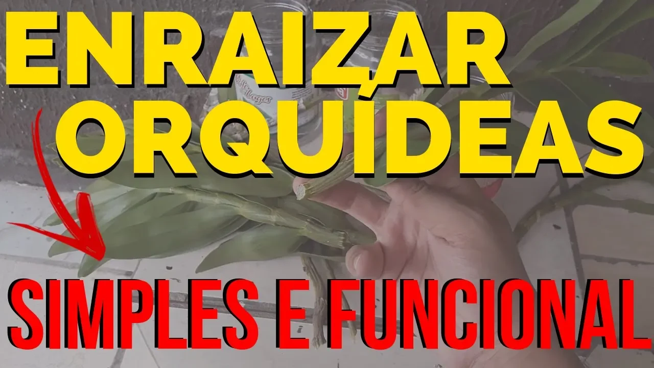 OLHA NO QUE DEU! COMO ENRAIZAR ORQUIDEA *INACREDITAVEL