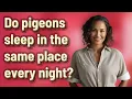 Do pigeons sleep in the same place every night