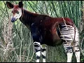 The Okapi the forest giraffe or zebra giraffe - Rare African Animal