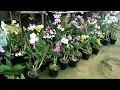 Download Lagu All types of Orchid Plants Nursery .