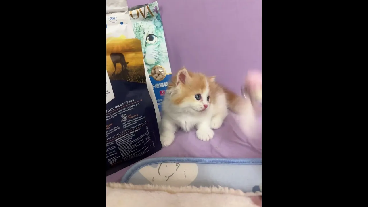 動画
