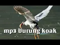 Lagu Suara pikat burung koak malam gacor