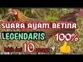 Download Lagu SUARA AYAM HUTAN BETINA LEGENDARIS ,DIJAMIN ORY LANGSUNG DATANG