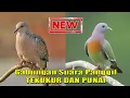 Download Lagu [NEW] Suara Panggil Gabungan Tekukur dan Punai || Mix Punai Tekukur
