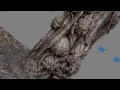 3d scan tree Luzanky