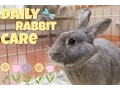 DAILY RABBIT CARE