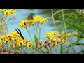 Download Lagu Muzyka uzdrawiająca serce i naczynia krwionośne - Delikatna muzyka