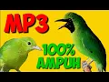 Lagu MP3 IJO MINI PALING AMPUH DI DUNIA