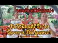 Download Lagu ประเด็นพระราชที่มีตำแหน่ง 4/7/68