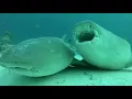 Nurse Sharks sleeping