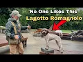 No One Likes This Lagotto Romagnolo Let s Fix That