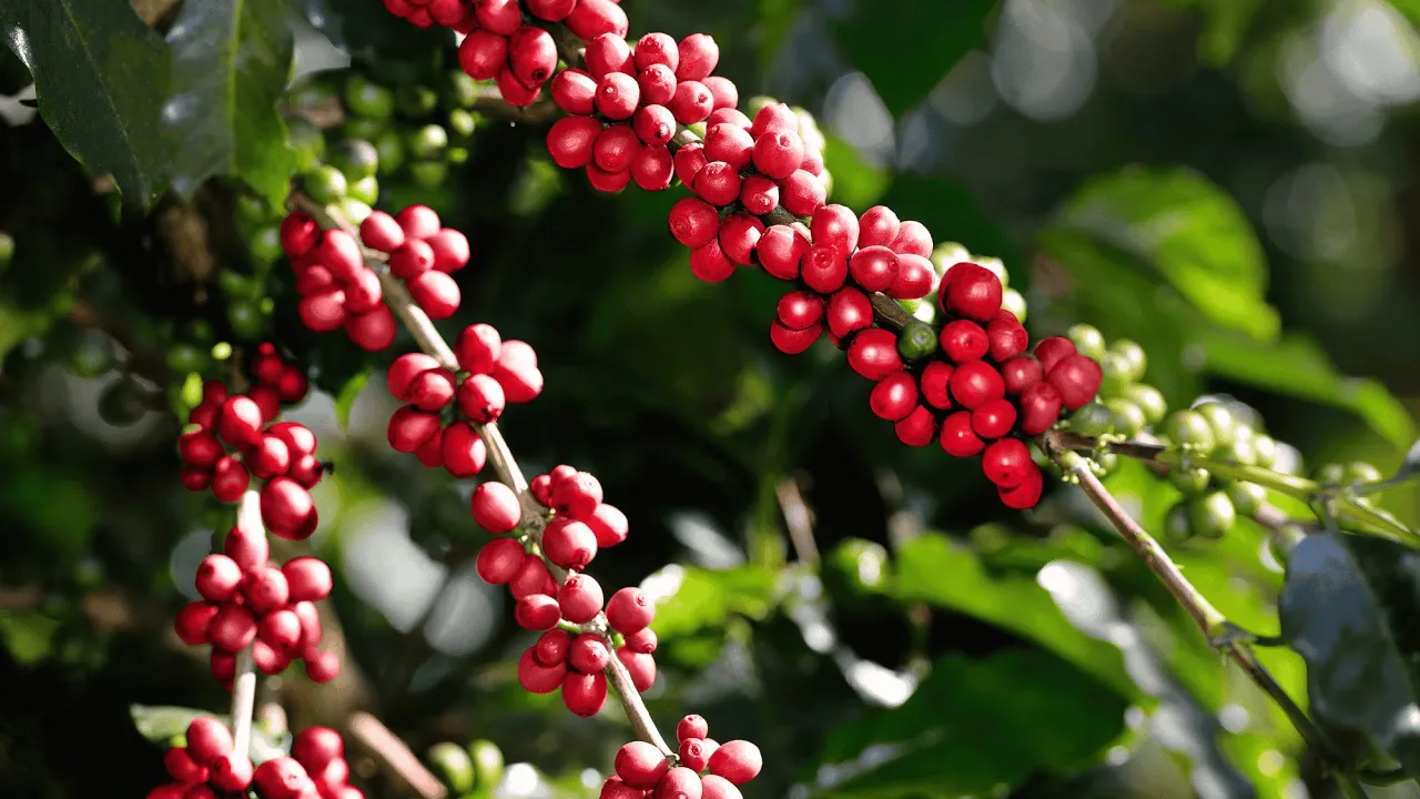 Kirenge Gold Coffee documentary film showing the story of specialty Kenyan coffee, from sustainable farming and ethical sourcing in Kenya to roasting, distribution, and coffee culture in the United States.