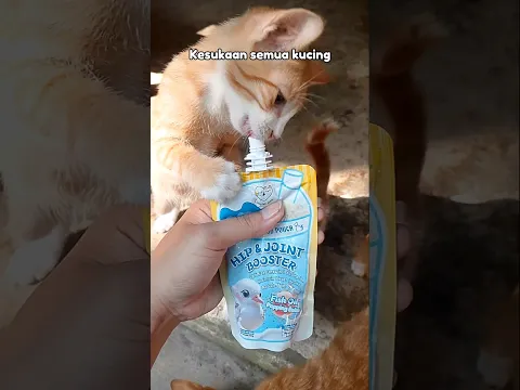 Oyen suka ini #cat #kucing