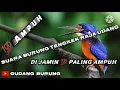 Download Lagu Suara Burung Tengkek Udang Di Jamin💯💯 Paling Ampuh//Mp3