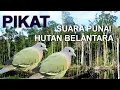 Download Lagu pikat, suara punai hutan belantara