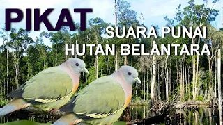 Download pikat, suara punai hutan belantara MP3