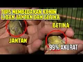 Lagu 4  Cara membedakan konin ijoan jantan betina
