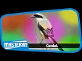 Download Lagu MASTERAN GACOR - Suara Burung Cendet | Suara 14
