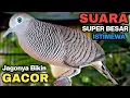 Download Lagu Perkutut Lokal GACOR Suara Kung Besar Pancingan Burung Perkutut Agar Bunyi.