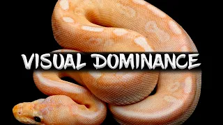 Visually Dominant Genes in Ball Pythons