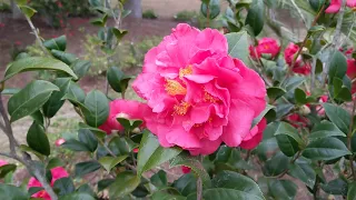 Fabulous Flowers Can Lift Your Spirit in Winter Walgreens Hilton Head Island SC