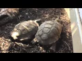 Tortoise mating call