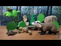 Temperate Forest Ecosystem