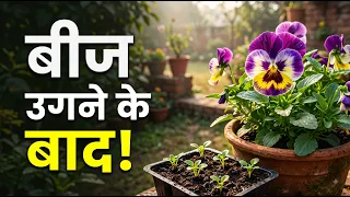 **Winter Flower Seedlings की 7 गलतियाँ 🌱 पौधे खराब होने से बचाएं!**