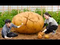 Download Lagu Harvesting Giant Sweet Potatoes | Tornado Chips Sold Out Instantly at Market! | Lý Thị Hoa