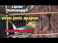 Download Lagu CIPOW JANTAN MEMANGGIL LAWAN NGALAS PALING AMPUH BIKIN SEMUA JENIS SIRPU APAPUN LANGSUNG GACOR EMOSI