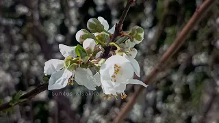 انشودة ينادي فؤادي باليل السكون بدون موسيقى من تصويري و تصميمي 