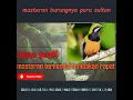 Masteran kunti .. untuk burung lomba.