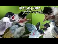 Download Lagu suara pikat burung kutilang ribut paling ampuh terbukti kutilang liar langsung yamber durasi panjang