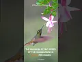 Download Lagu Beautiful Bird | Colibri | Hummingbird