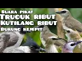 Download Lagu suara pikat burung trucuk ribut || kutilang ribut || dan burung kejepit #TIPIKICAU #caramikat