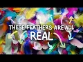 Lagu There’s no such thing as a fake feather